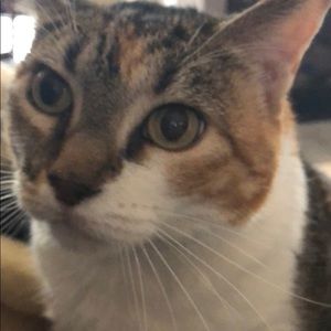 Meet your Posher, Tiara